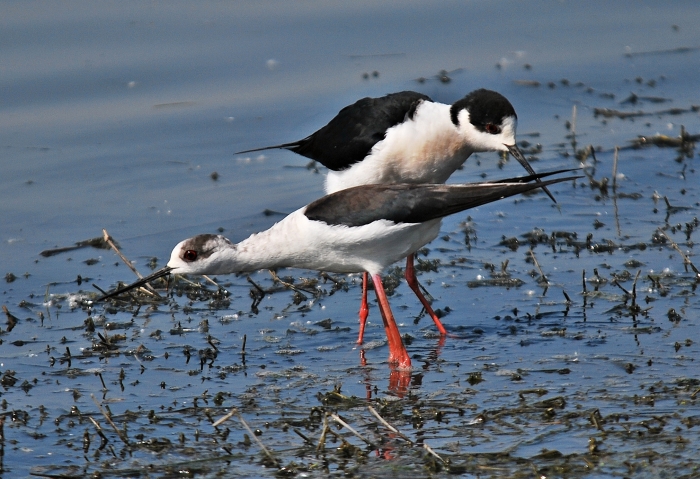 Cavalieri d''Italia ...